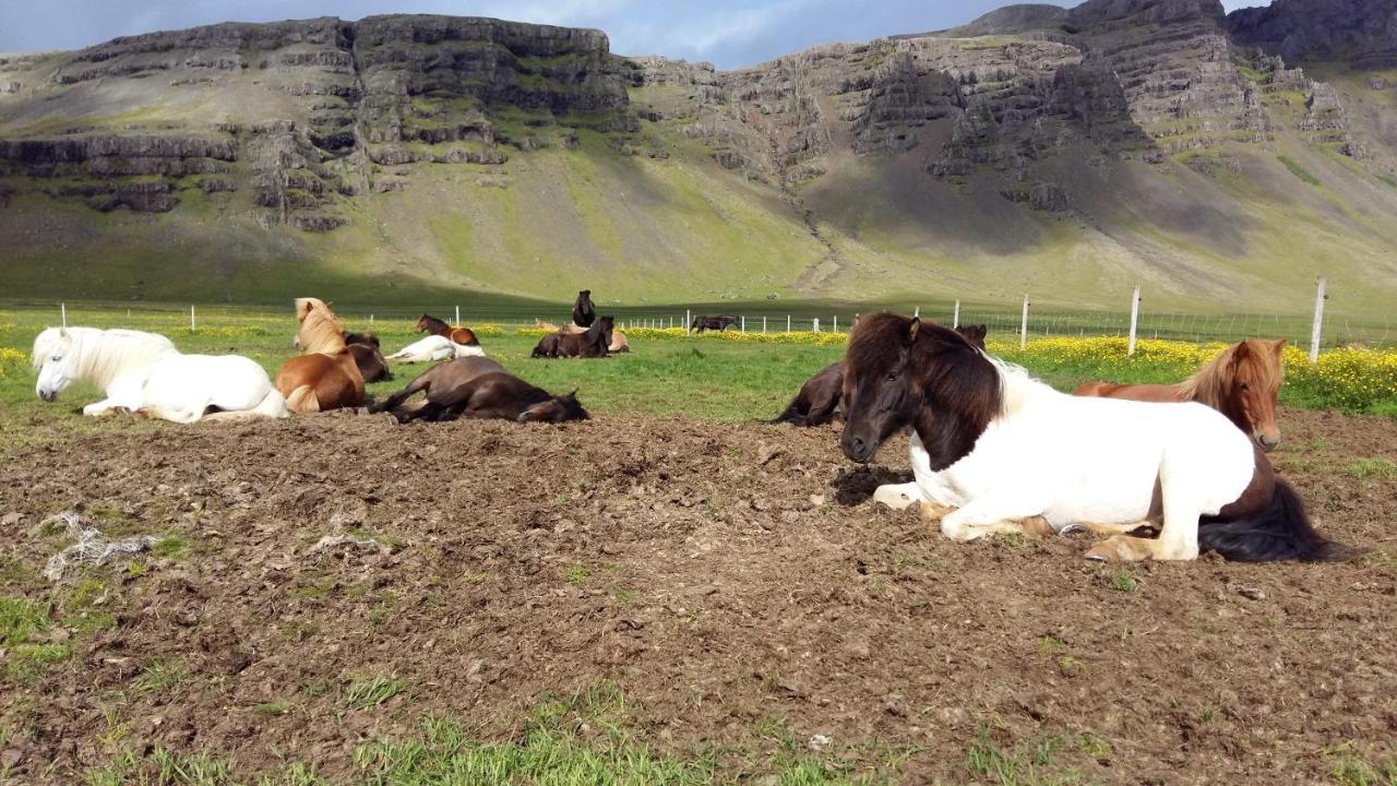 Borgarhöfn Laekjarhus Farm Holidays المظهر الخارجي الصورة